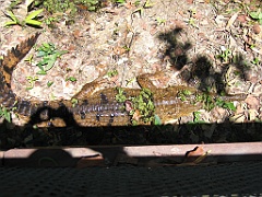 CairnsTC286 Wildlife Habitat